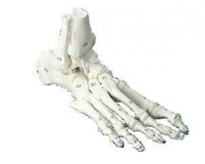 Squelette classique - Pied avec début tibia et os numérotés - Ruck