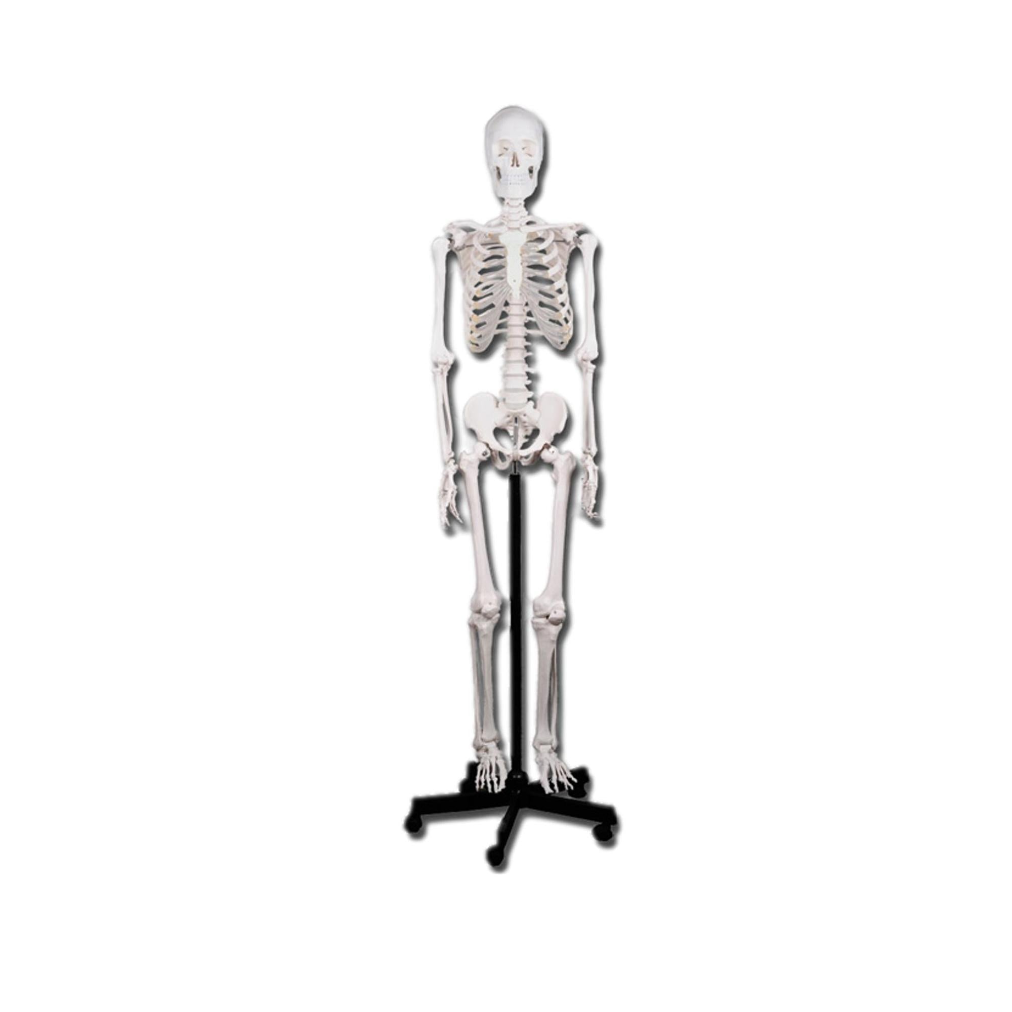 Squelette corps humain classique