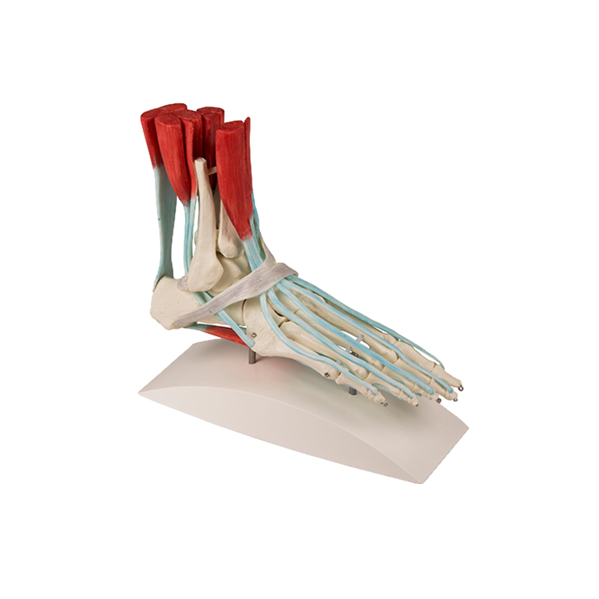 Squelette du pied avec muscles