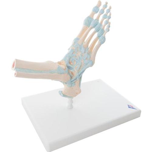 Modèle de squelette du pied avec ligaments