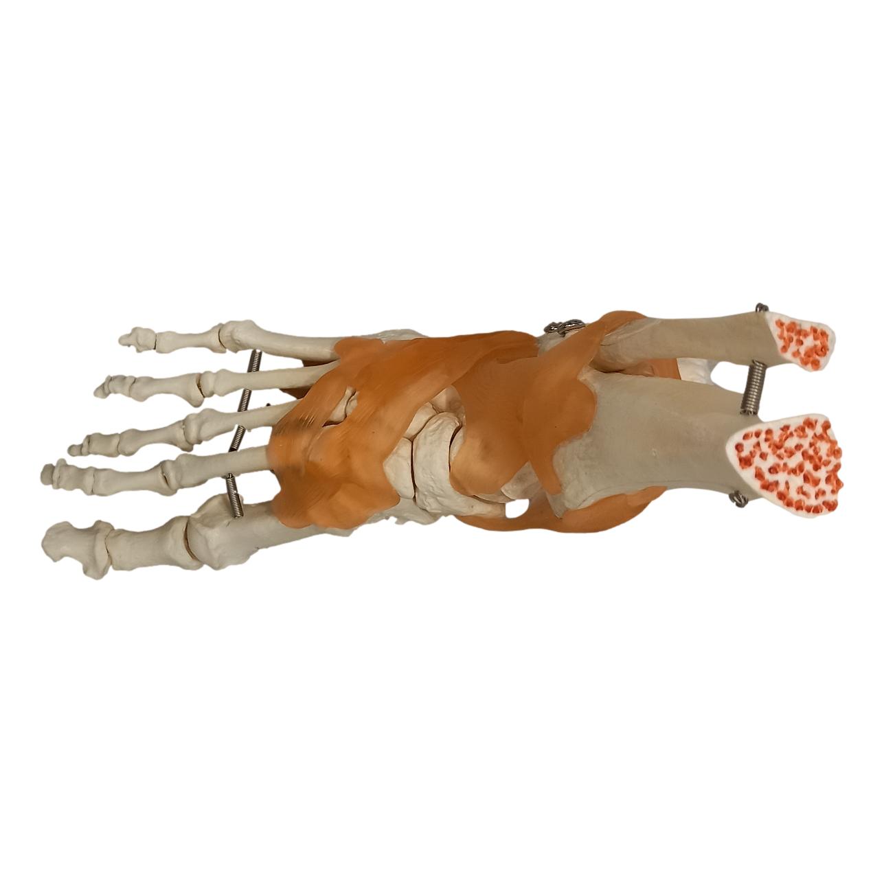 Squelette du pied sur base