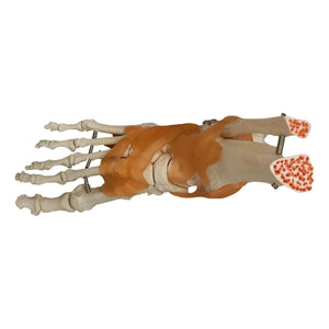 Squelette du pied sur base